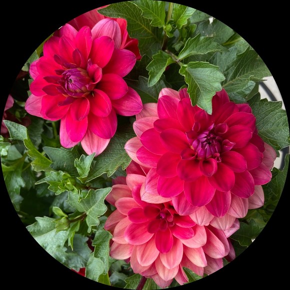 dahlia72